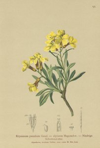 Violaciocca nana (Erysimum pumilum, Erysimum alpinum) da German School