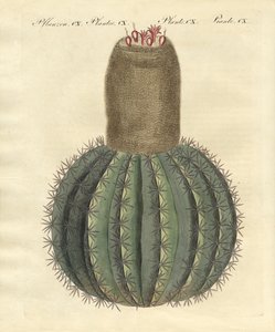 Cactus a turbante