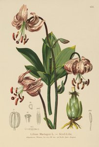 Lilium Martagon da German School