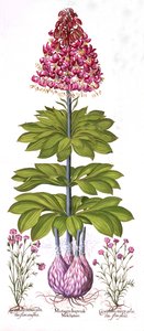 Giglio turco e dianthus, da Hortus Eystettensis, di Basil Besler, pub. 1613