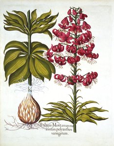 Giglio turco, da Hortus Eystettensis, di Basil Besler, pub. 1613 da German School
