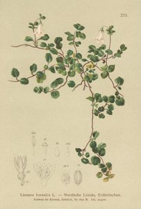 Linnaea boreale (Linnaea borealis) da German School