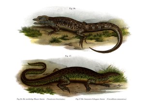 Neusticurus bifronte da German School