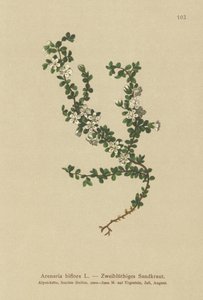 Arenaria biflora