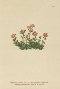 Sassifraga biflora (Saxifraga biflora)