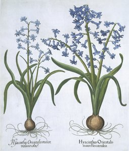 Due giacinti blu, da Hortus Eystettensis, di Basil Besler, pub. 1613 da German School