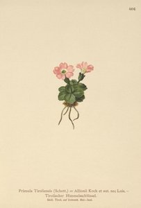 Primula tirolese (Primula tyrolensis, Primula Tirolensis, Primula Allionii)
