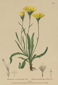 Milkwort ombrello (Hieracium staticefolium, Hieracium staticifolium, Tolpis staticifolia, Chlorocrepis staticifolium, Chlorocrepis staticifolia) da German School