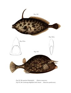 Pesce Unicorno