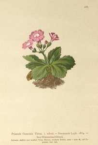 Primula della Val-Daone (Primula Oenensis, Primula Daonensis) da German School