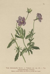 Viola Valderia da German School