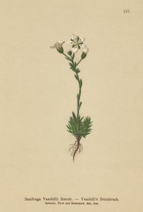 Sassifraga di Vandelli (Saxifraga Vandellii) da German School
