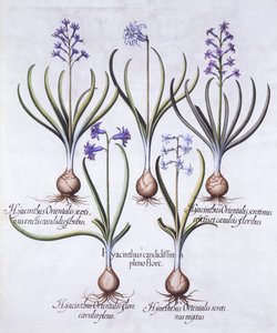 Varietà di giacinto con bulbo, da Hortus Eystettensis, di Basil Besler, pub. 1613 da German School