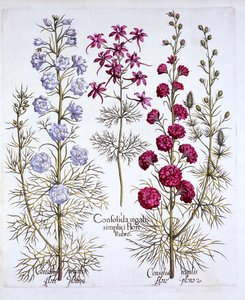 Varietà di speronella, da Hortus Eystettensis, di Basil Besler, pub. 1613 da German School