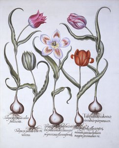 Varietà di Tulipano, da Hortus Eystettensis, di Basil Besler, pub. 1613 da German School