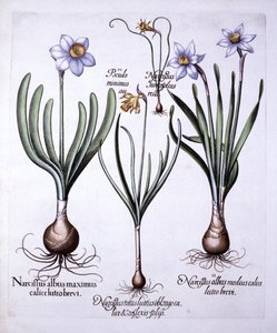 Varie narcisi, da Hortus Eystettensis, di Basil Besler, pub. 1613