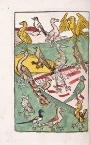 Varie specie di uccelli in un paesaggio, 1499 da German School