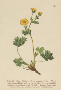 Cinquefoil villoso (Potentilla villosa, Potentilla maculata, Potentilla rubens, Potentilla crocea, Potentilla alpestris, Potentilla salisburgensis) da German School