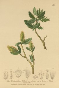 Salix Waldsteiniana, Salix arbusc. var. da German School