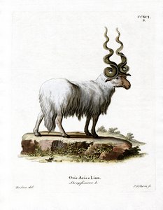 Pecora valacca