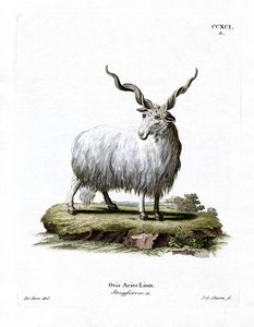 Pecora valacca