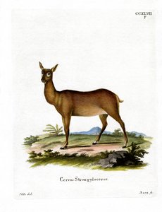 Wapiti da German School