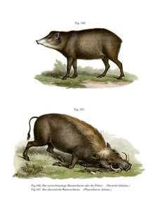 Facocero, 1860 da German School
