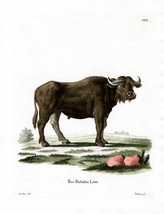 Bufalo d