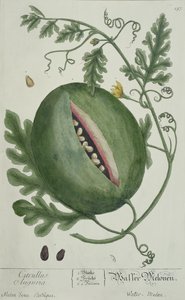 Anguria, da A Curious Herbal, edizione tedesca, pubblicata nel 1757 da German School
