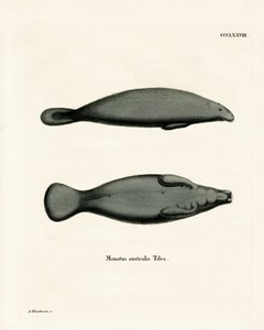 Lamantino dei Caraibi