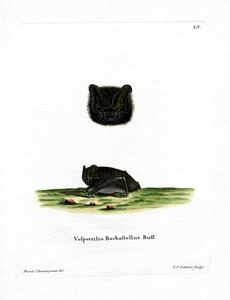 Barbastello occidentale