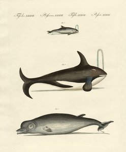 Balene e delfini