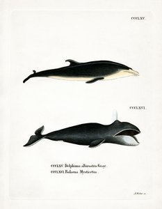 Delfino dal becco bianco