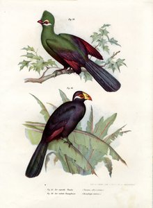 Turaco crestato bianco, 1864 da German School