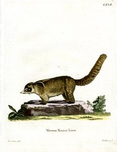 Coati dal naso bianco da German School