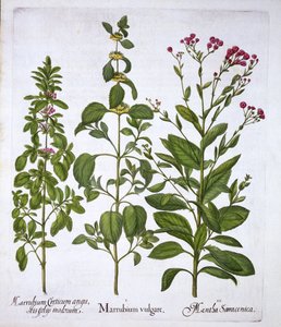 Marrubio bianco, marrubio e menta, da Hortus Eystettensis, di Basil Besler, pub. 1613 da German School
