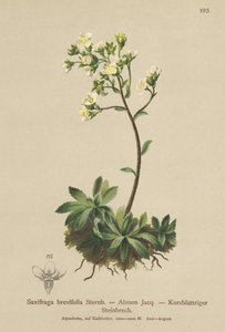 Sassifraga bianca di montagna (Saxifraga brevifolia, Saxifraga Aizoon) da German School