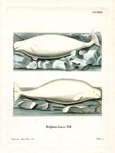 Balena bianca da German School