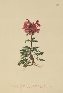 Pedicularis verticillata