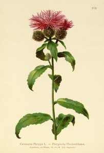 Fiordaliso parrucca (Centaurea Phrygia)
