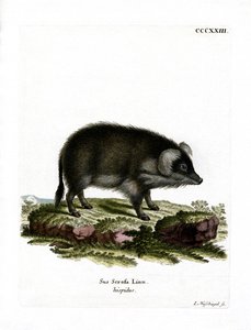 Cinghiale da German School