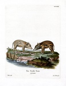 Cuccioli di Cinghiale