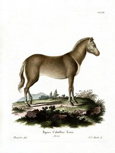 Cavallo selvatico da German School