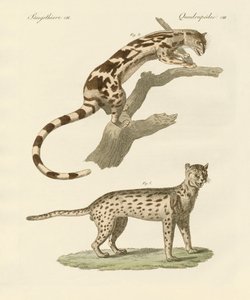 Animali selvatici da German School