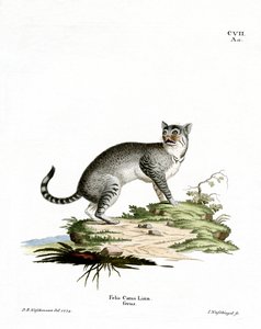 Gatto selvatico da German School