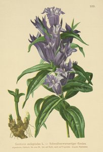 Genziana asclepiadea