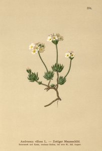 Androsace villosa (Androsace villosa) da German School