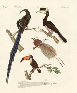 Uccelli meravigliosi da German School
