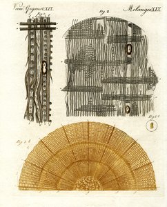 Anatomia del legno
