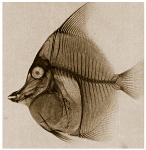 Radiografia di un pesce c.1890 da German School
